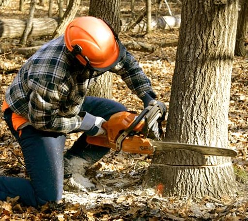 Tree Removal in Lookout, WV
